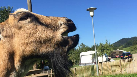 Camping Kirnermarteshof-vakantie-vergelijken