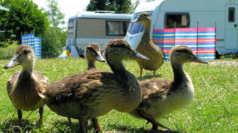 Fairfields Farm Caravan & Camping Park-vakantie-vergelijken